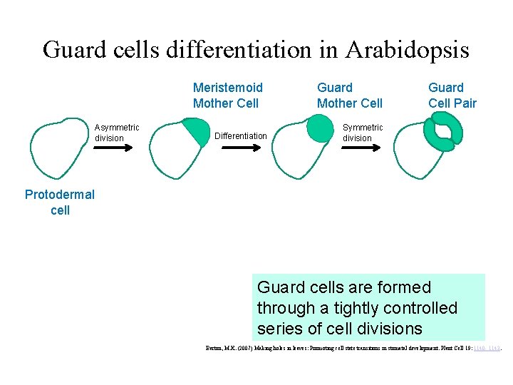 Guard cells differentiation in Arabidopsis Meristemoid Mother Cell Asymmetric division Differentiation Guard Mother Cell