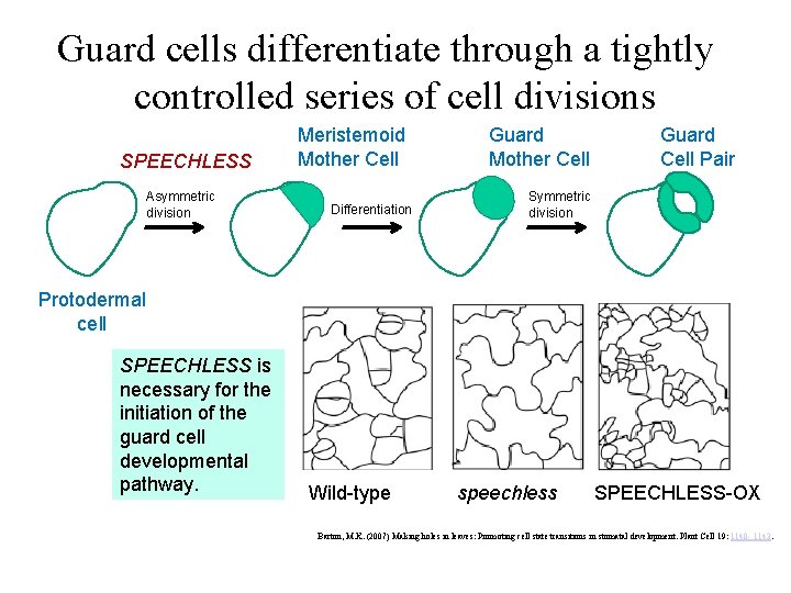 Guard cells differentiate through a tightly controlled series of cell divisions SPEECHLESS Asymmetric division