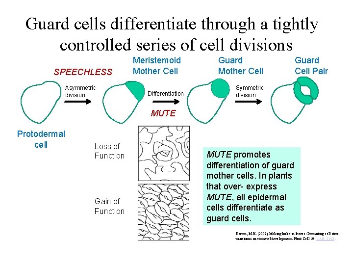 Guard cells differentiate through a tightly controlled series of cell divisions SPEECHLESS Asymmetric division