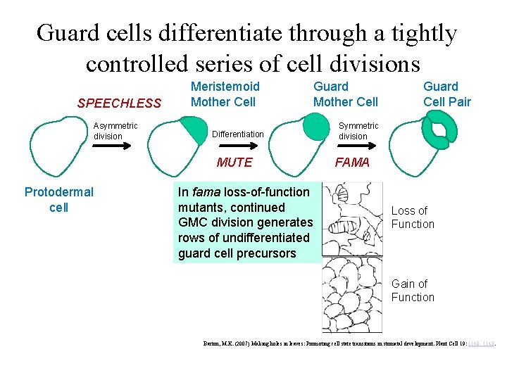 Guard cells differentiate through a tightly controlled series of cell divisions SPEECHLESS Asymmetric division