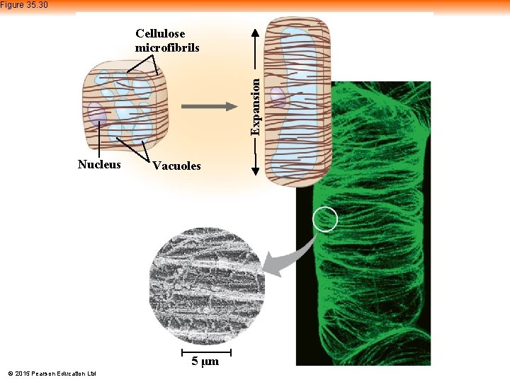 Figure 35. 30 Expansion Cellulose microfibrils Nucleus Vacuoles 5 μm © 2015 Pearson Education