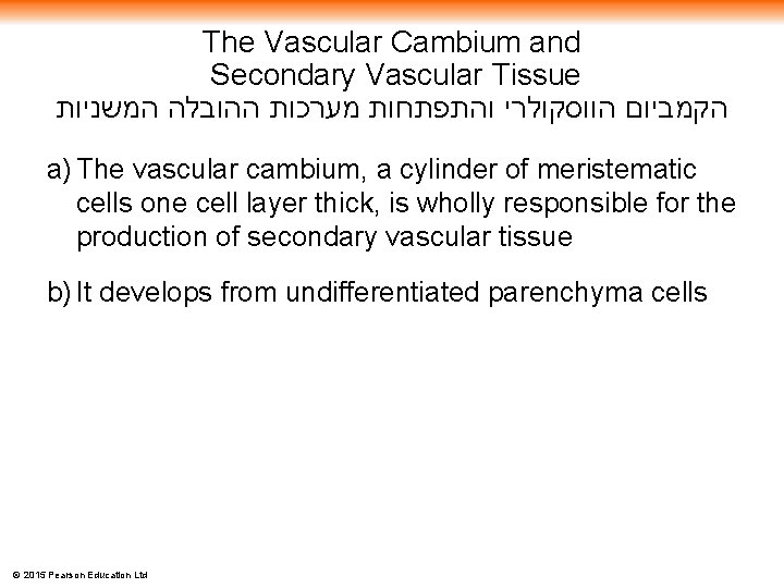 The Vascular Cambium and Secondary Vascular Tissue הקמביום הווסקולרי והתפתחות מערכות ההובלה המשניות a)