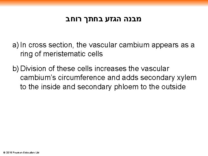  מבנה הגזע בחתך רוחב a) In cross section, the vascular cambium appears as