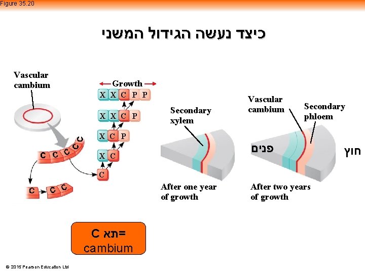 Figure 35. 20 כיצד נעשה הגידול המשני Vascular cambium Growth X X C P