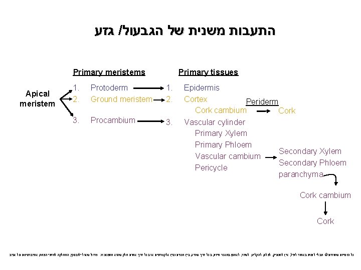  גזע / התעבות משנית של הגבעול Primary meristems Apical meristem Primary tissues 1.