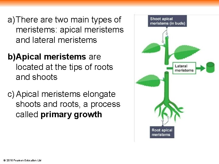 a) There are two main types of meristems: apical meristems and lateral meristems b)Apical