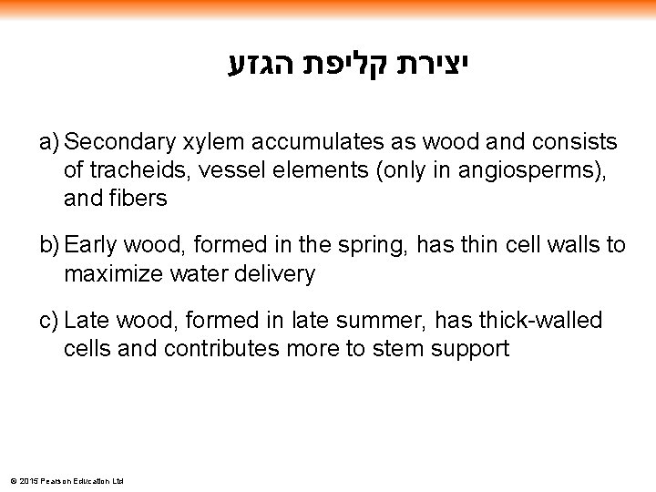  יצירת קליפת הגזע a) Secondary xylem accumulates as wood and consists of tracheids,