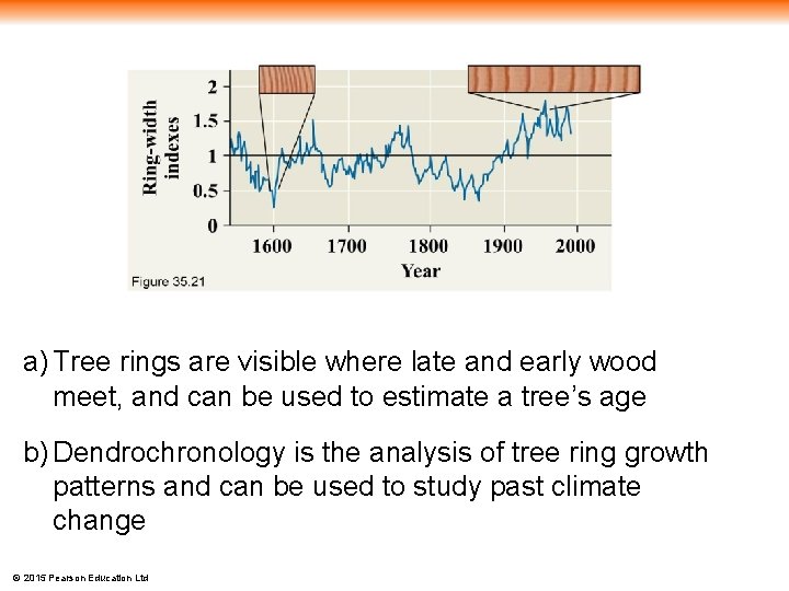 a) Tree rings are visible where late and early wood meet, and can be