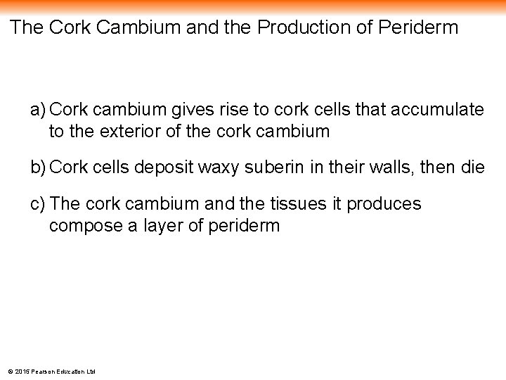 The Cork Cambium and the Production of Periderm a) Cork cambium gives rise to