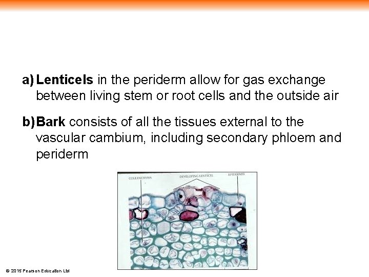 a) Lenticels in the periderm allow for gas exchange between living stem or root