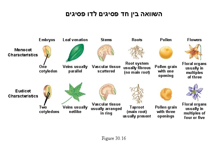  השוואה בין חד פסיגים לדו פסיגים Embryos Leaf venation One cotyledon Veins usually