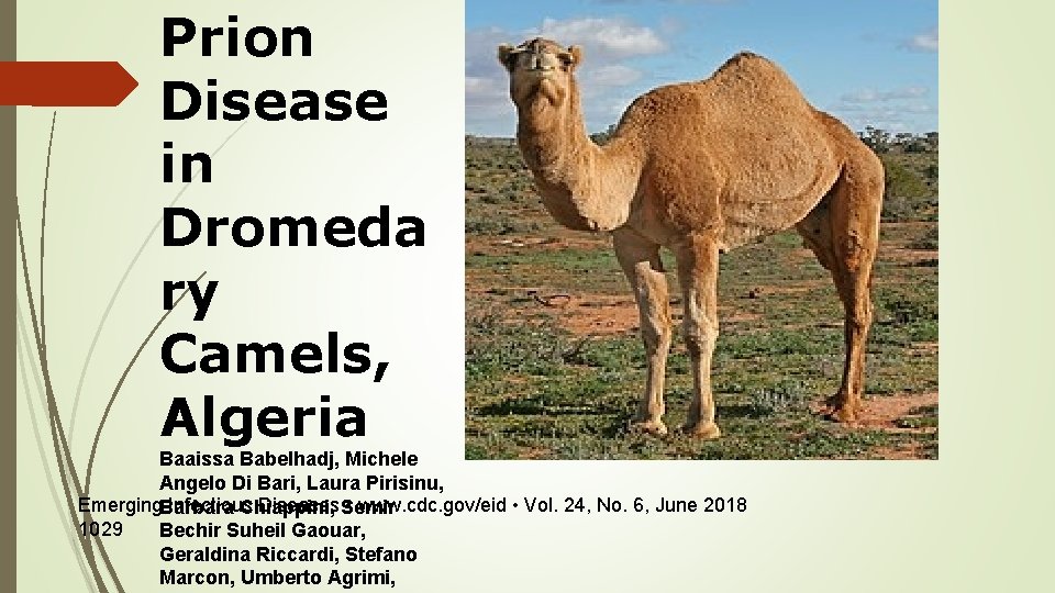 Prion Disease in Dromeda ry Camels, Algeria Baaissa Babelhadj, Michele Angelo Di Bari, Laura