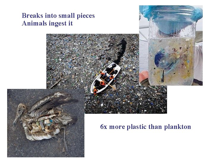 Breaks into small pieces Animals ingest it 6 x more plastic than plankton 