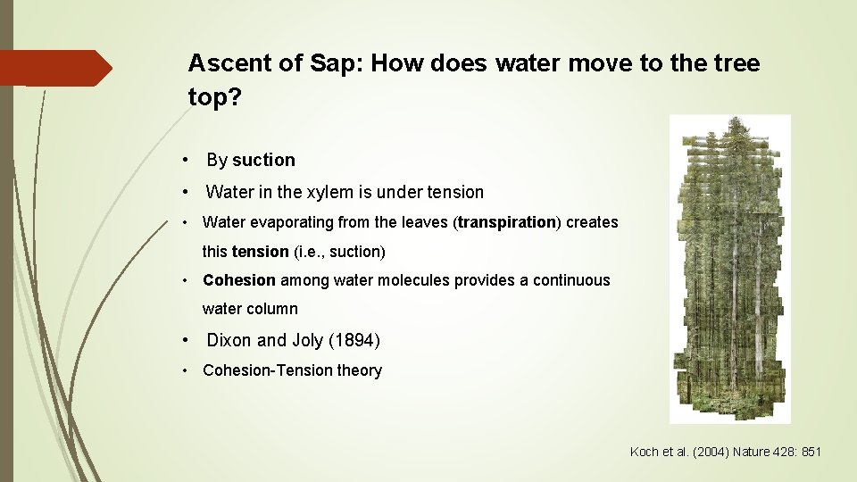 Ascent of Sap: How does water move to the tree top? • By suction