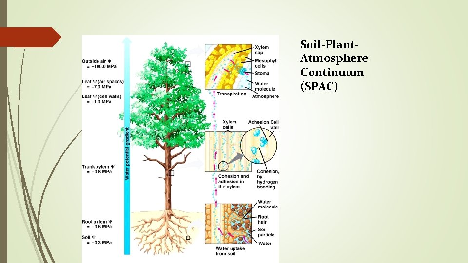 Soil-Plant. Atmosphere Continuum (SPAC) 