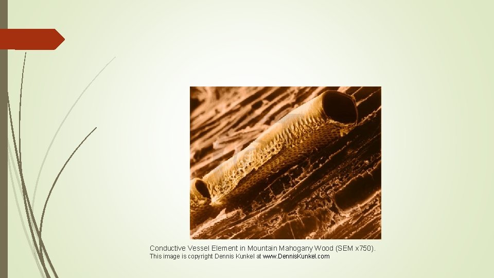 Conductive Vessel Element in Mountain Mahogany Wood (SEM x 750). This image is copyright