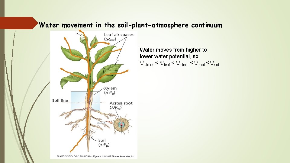 Water movement in the soil-plant-atmosphere continuum Water moves from higher to lower water potential,