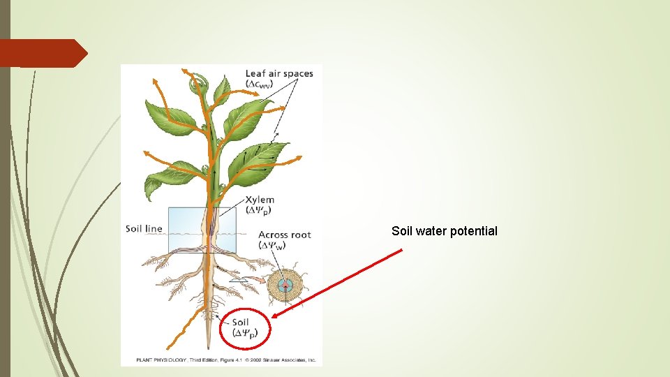 Soil water potential 
