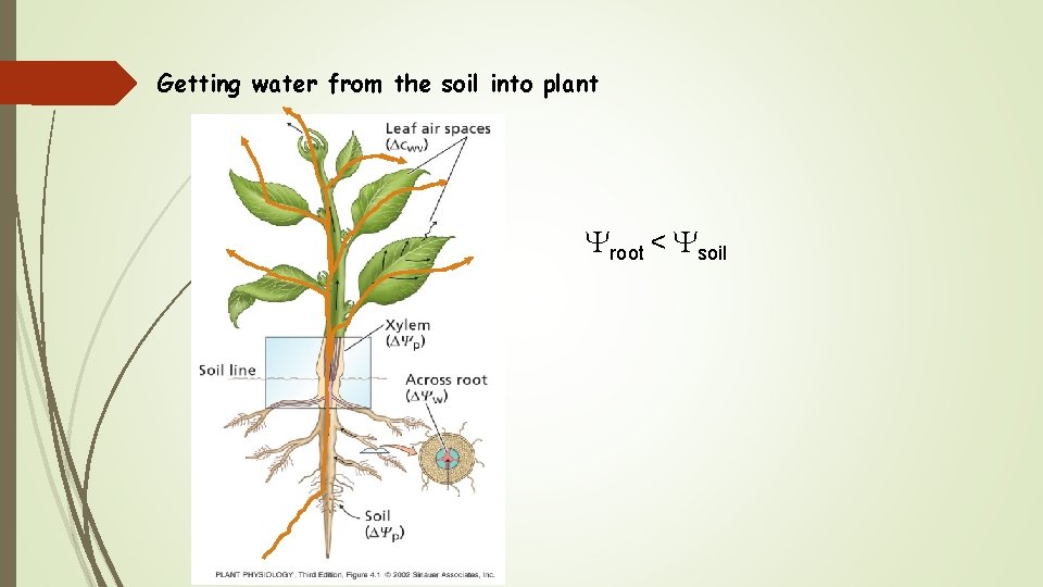 Getting water from the soil into plant Yroot < Ysoil 