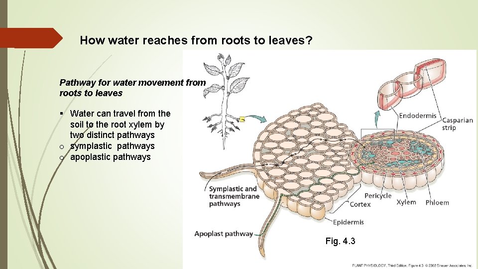 How water reaches from roots to leaves? Pathway for water movement from roots to