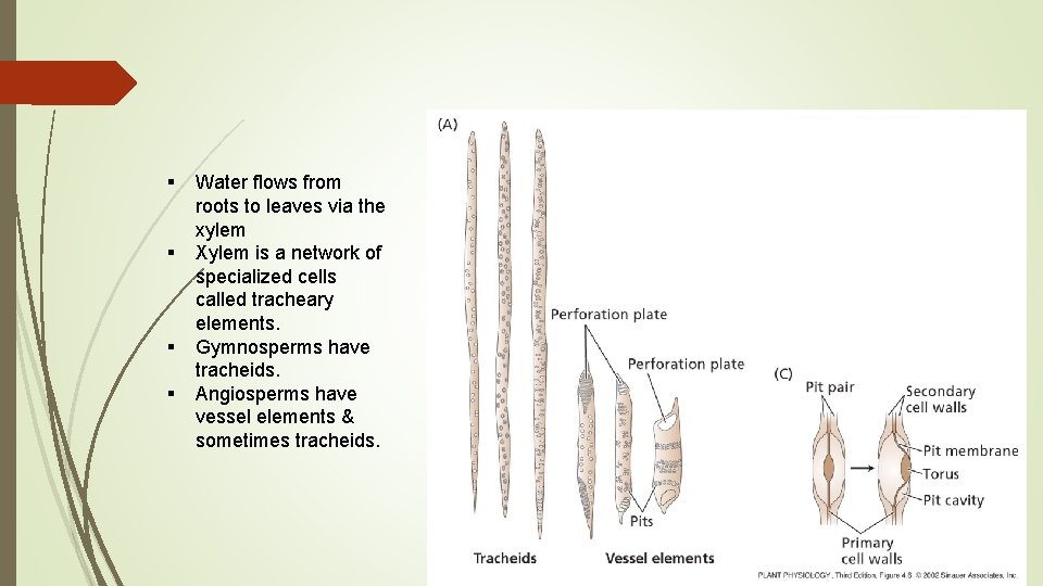 § § Water flows from roots to leaves via the xylem Xylem is a