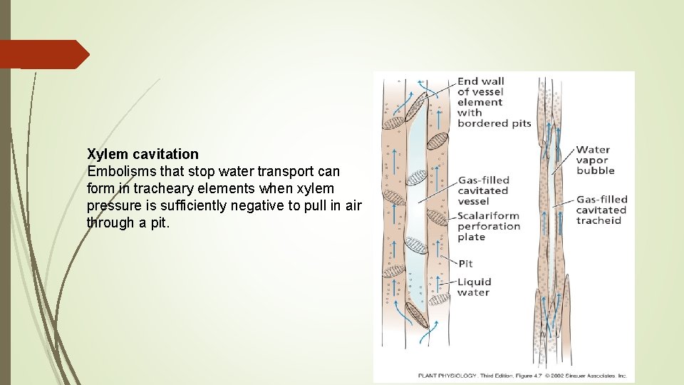 Xylem cavitation Embolisms that stop water transport can form in tracheary elements when xylem