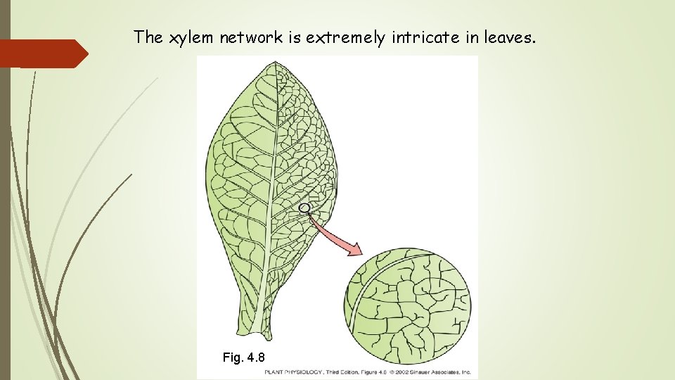 The xylem network is extremely intricate in leaves. Fig. 4. 8 