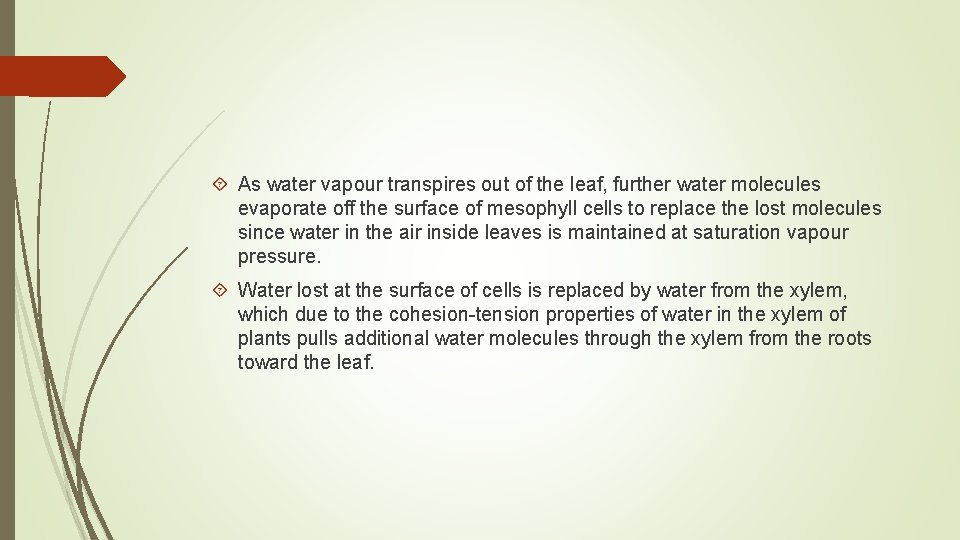  As water vapour transpires out of the leaf, further water molecules evaporate off