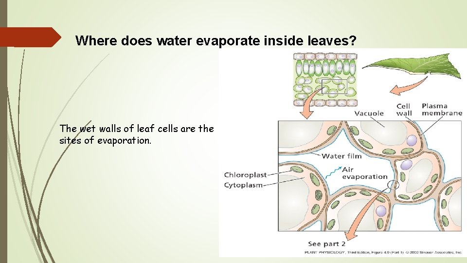 Where does water evaporate inside leaves? The wet walls of leaf cells are the