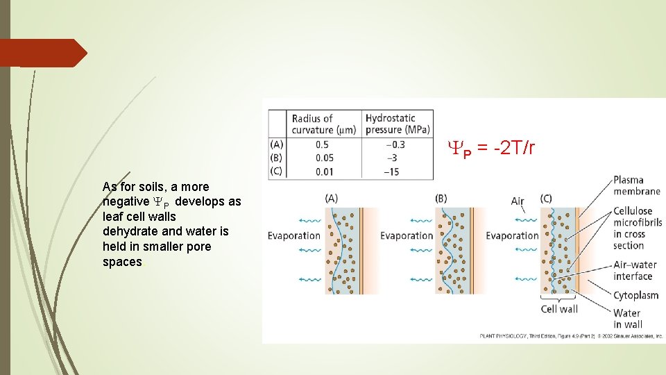 YP = -2 T/r As for soils, a more negative YP develops as leaf