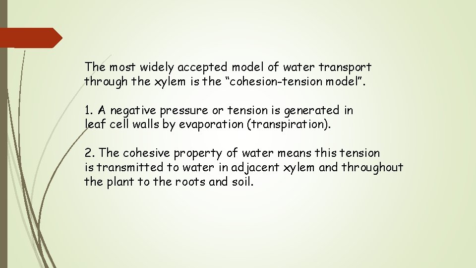 The most widely accepted model of water transport through the xylem is the “cohesion-tension