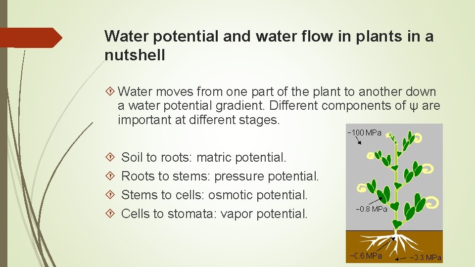 Water potential and water flow in plants in a nutshell Water moves from one
