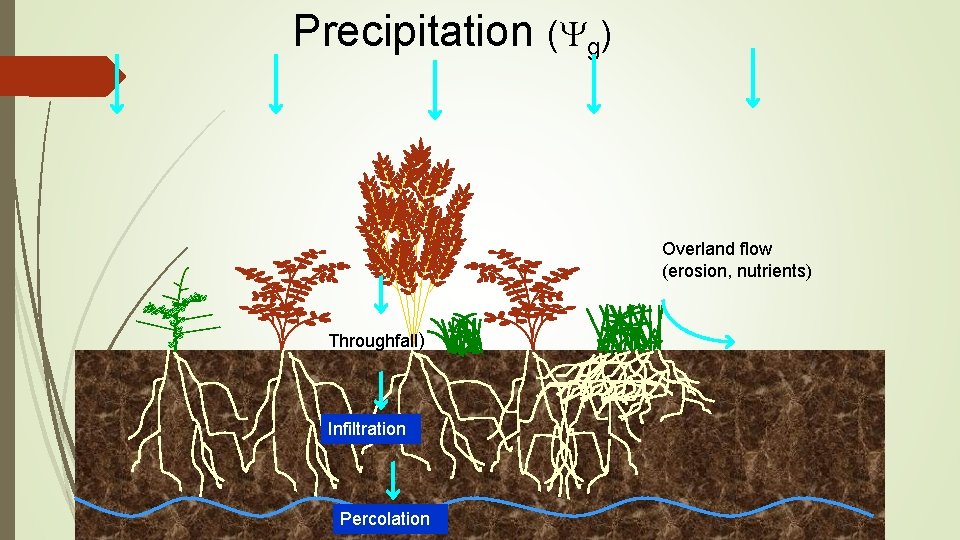 Precipitation (Yg) Overland flow (erosion, nutrients) Throughfall) Infiltration Percolation 