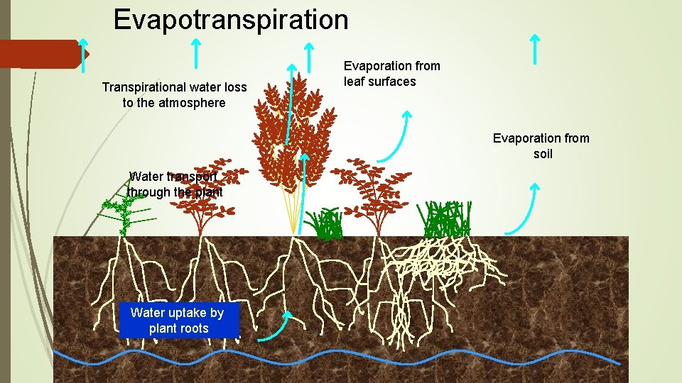 Evapotranspiration Transpirational water loss to the atmosphere Evaporation from leaf surfaces Evaporation from soil