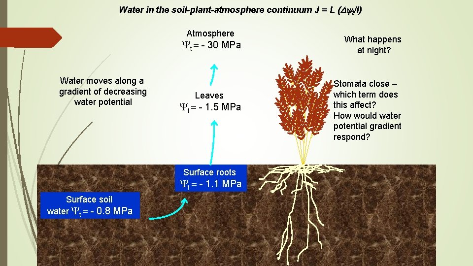 Water in the soil-plant-atmosphere continuum J = L (Dyt/l) Atmosphere Yt = - 30