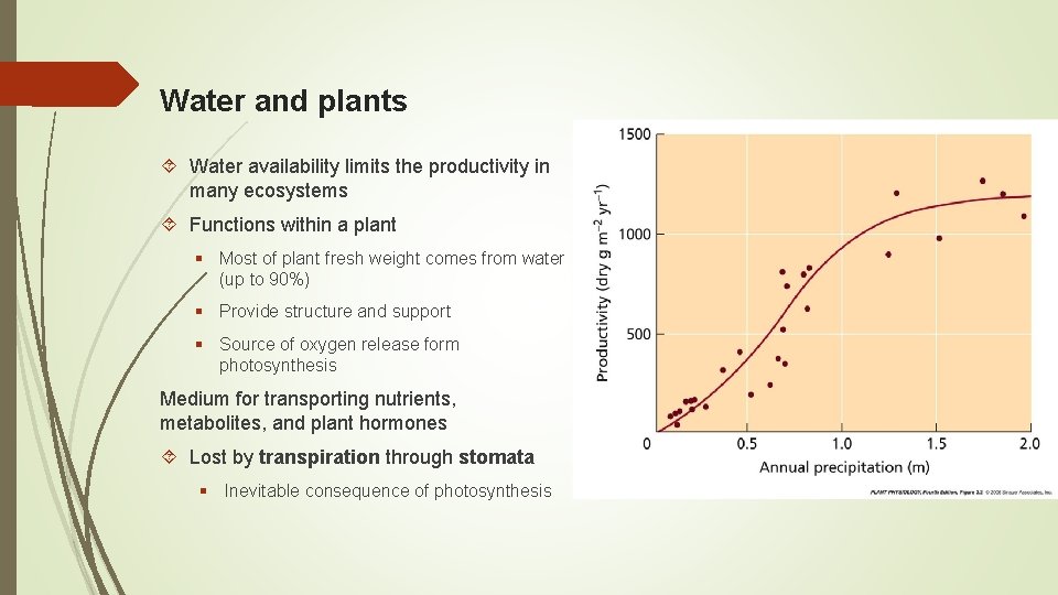 Water and plants Water availability limits the productivity in many ecosystems Functions within a