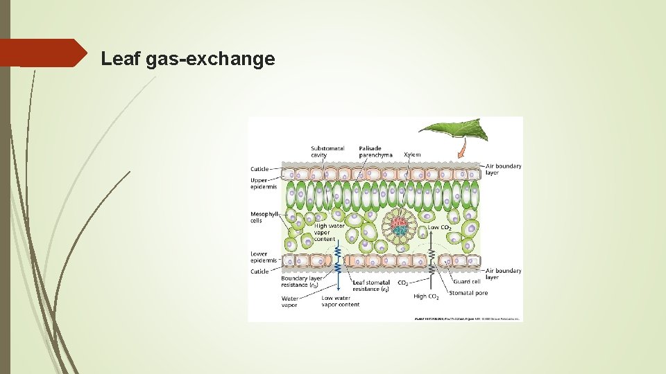 Leaf gas-exchange 