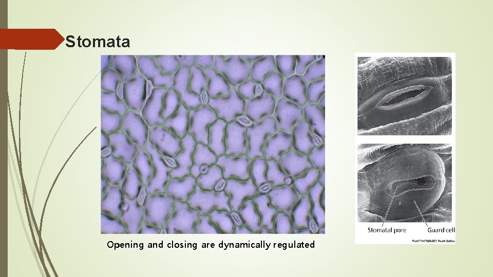 Stomata Opening and closing are dynamically regulated 