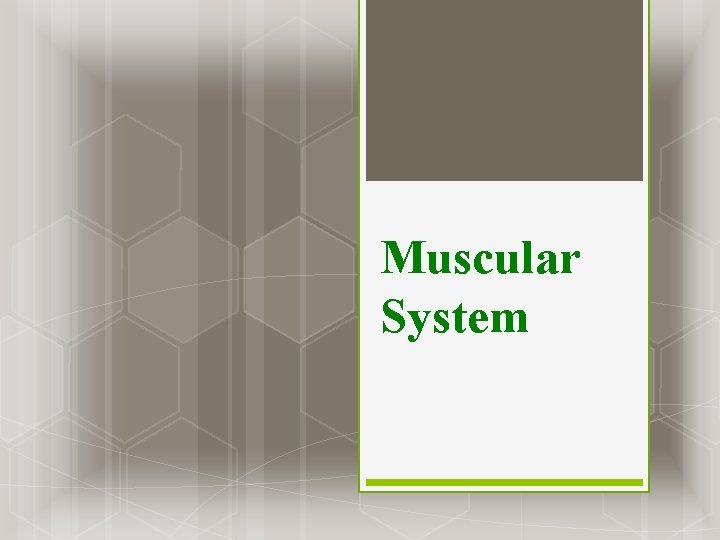 Muscular System Muscular System