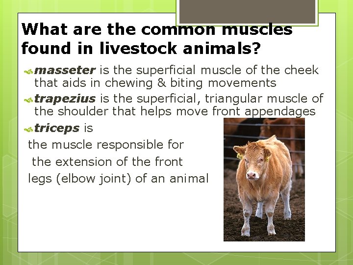 What are the common muscles found in livestock animals? masseter is the superficial muscle What are the common muscles found in livestock animals? masseter is the superficial muscle