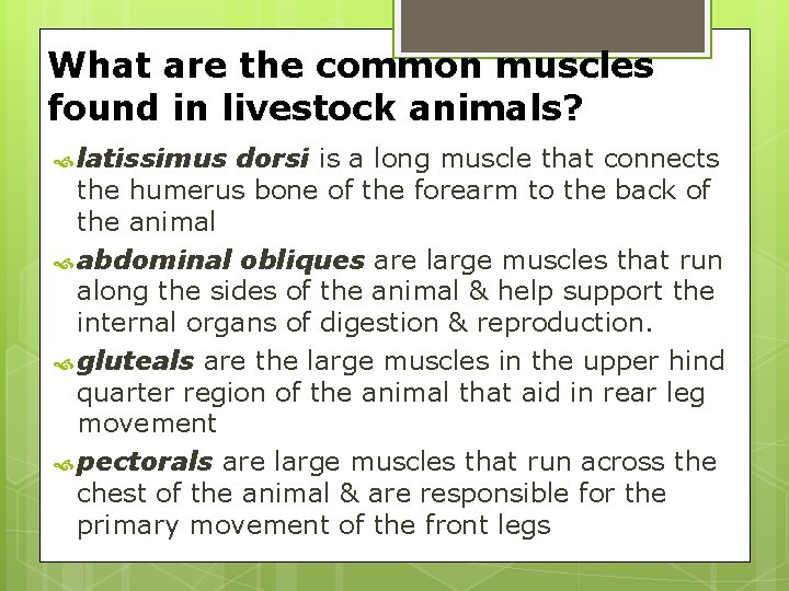 What are the common muscles found in livestock animals? latissimus dorsi is a long What are the common muscles found in livestock animals? latissimus dorsi is a long