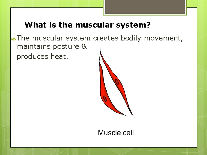 What is the muscular system? The muscular system creates bodily movement, maintains posture & What is the muscular system? The muscular system creates bodily movement, maintains posture &