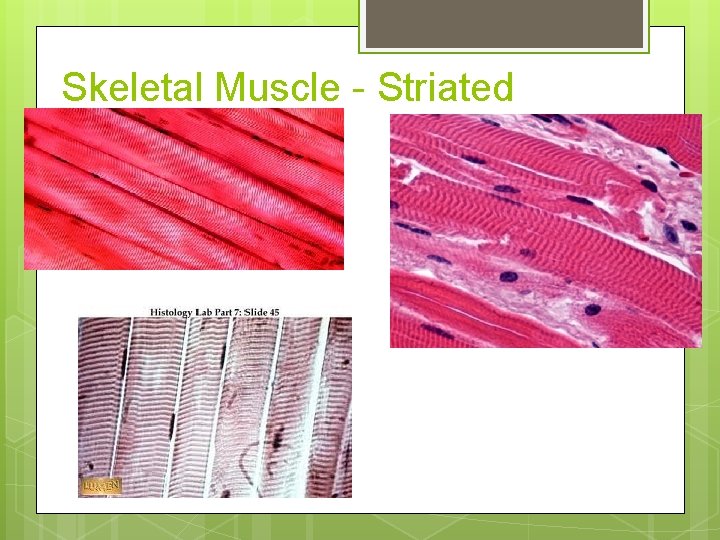 Skeletal Muscle - Striated Skeletal Muscle - Striated