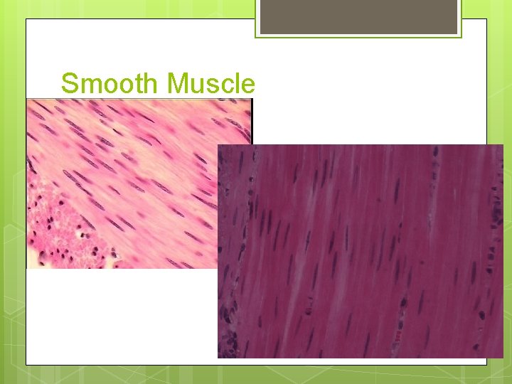 Smooth Muscle Smooth Muscle