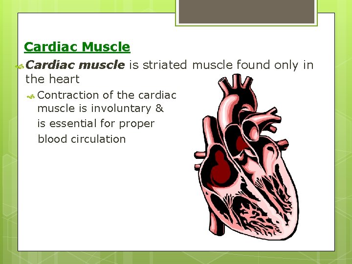 Cardiac Muscle Cardiac muscle is striated muscle found only in the heart Contraction of Cardiac Muscle Cardiac muscle is striated muscle found only in the heart Contraction of
