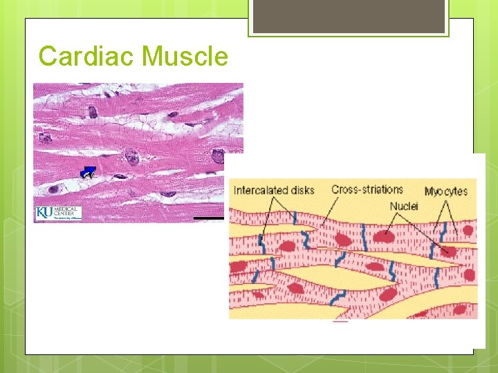 Cardiac Muscle Cardiac Muscle