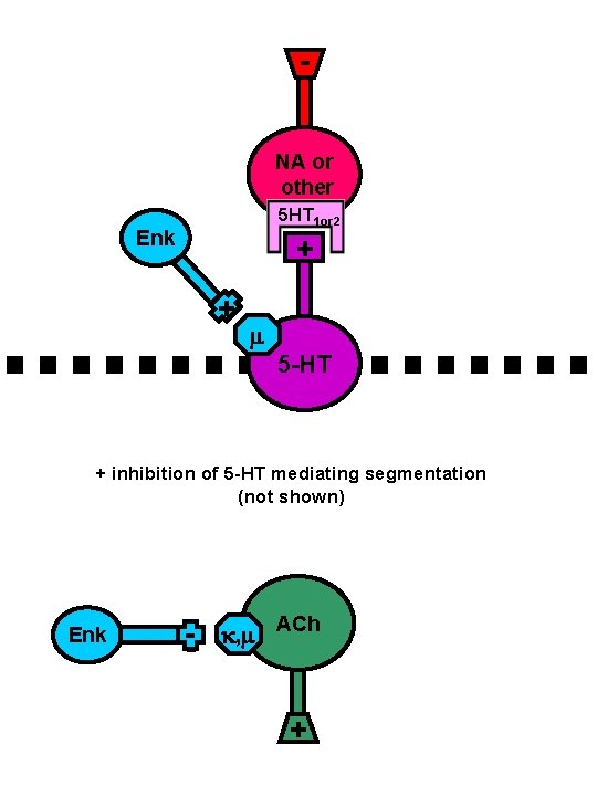 - NA or other 5 HT 1 or 2 Enk + + 5 -HT