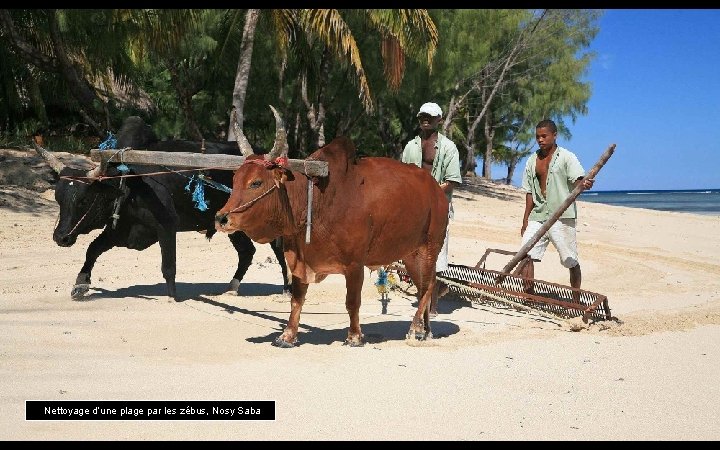 Nettoyage d’une plage par les zébus, Nosy Saba 