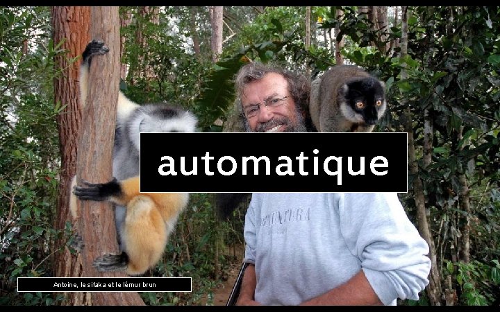 automatique Antoine, le sifaka et le lémur brun 