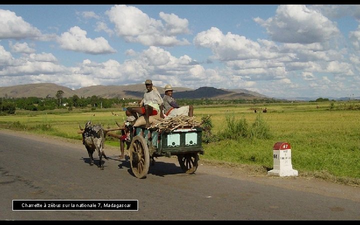 Charrette à zébus sur la nationale 7, Madagascar 